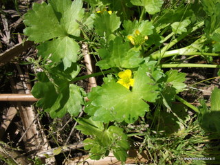 Riserva_naturale_Fiumefreddo - 02-04-2013 12-02-37.JPG